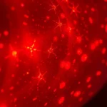 Close-up of red and near-infrared light wavelengths visualized as glowing photons penetrating human skin tissue layers, showing mitochondria absorbing light energy, photorealistic scientific illustration, deep reds and infrared glow, no text