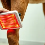 Professional equine red light therapy panel being applied to a horse's hind leg during treatment session, warm therapeutic light visible, veterinary setting, photorealistic